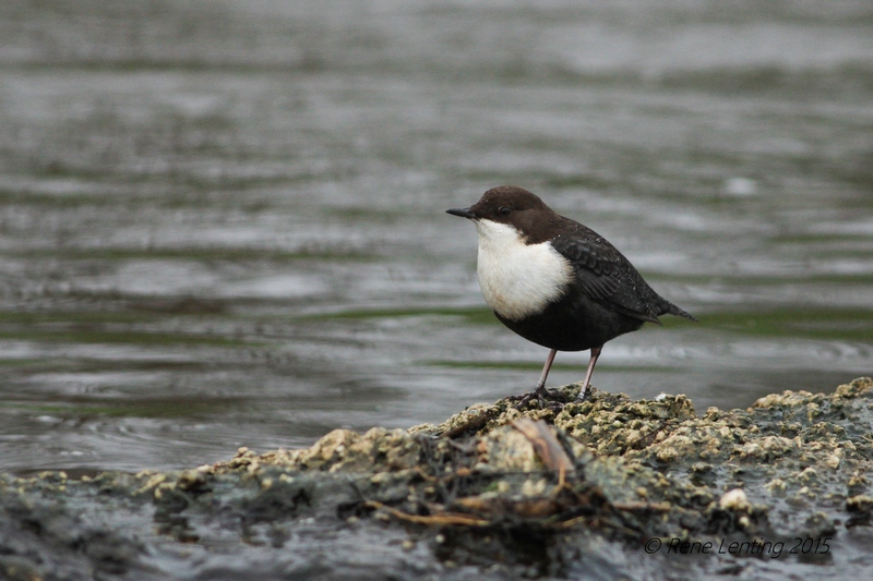 Zwartbuikwaterspreeuw