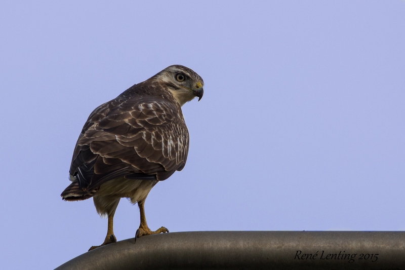 Buizerd
