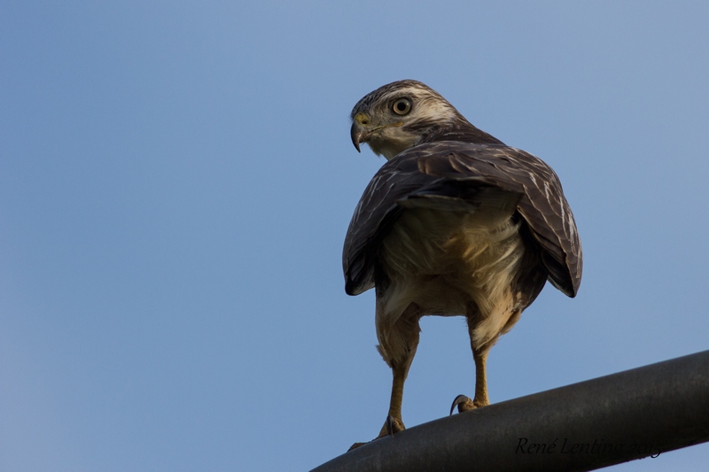 Buizerd