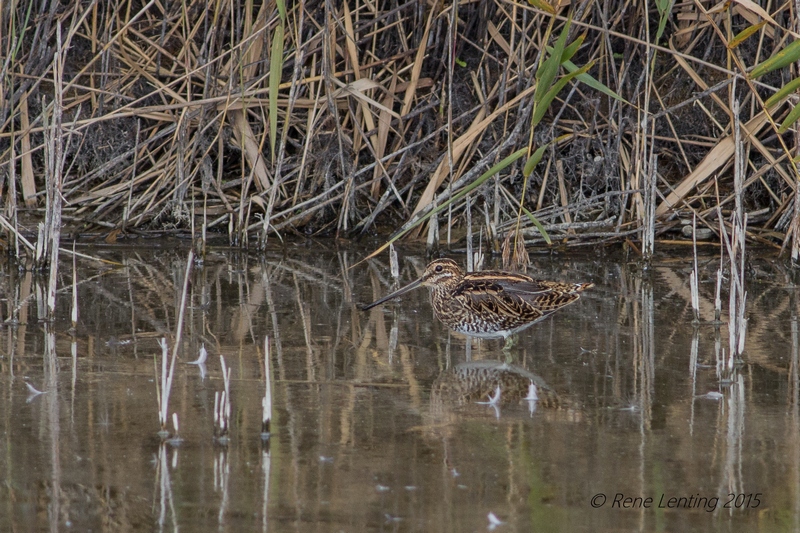 Watersnip