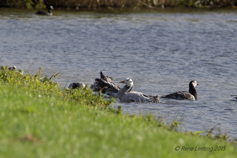 Indische Gans