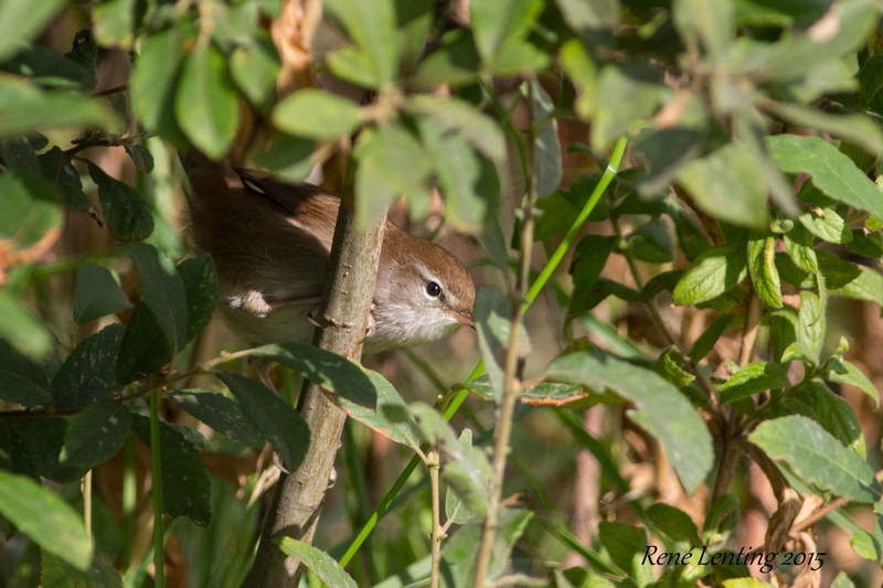 Cetti's Zanger