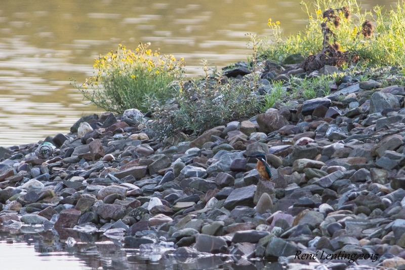 IJsvogel