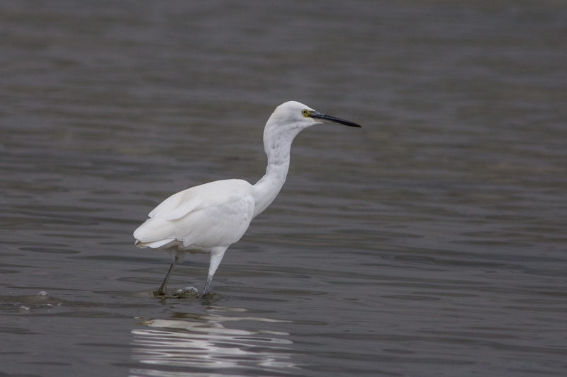 Kleine Zilverreiger