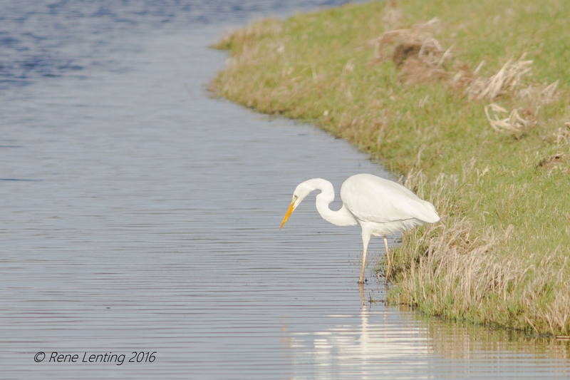 Grote Zilverreiger