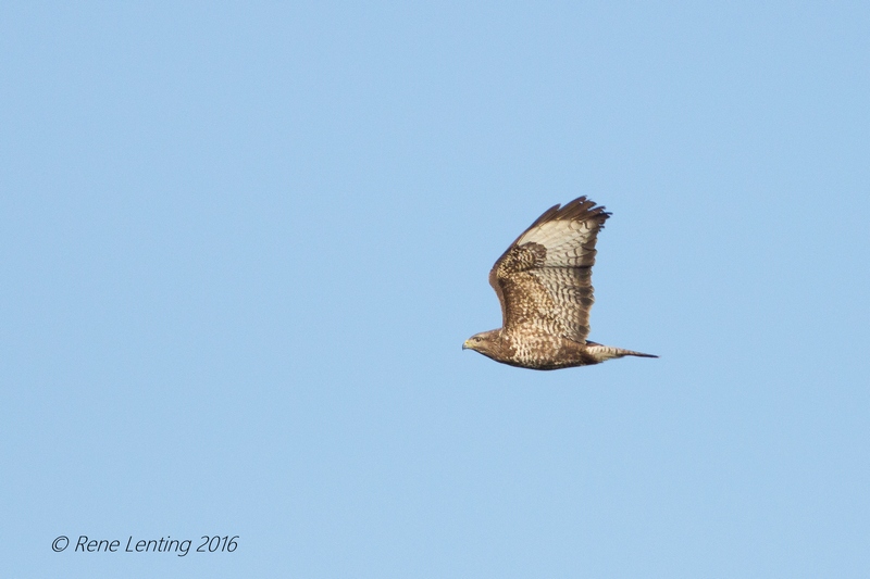 Buizerd