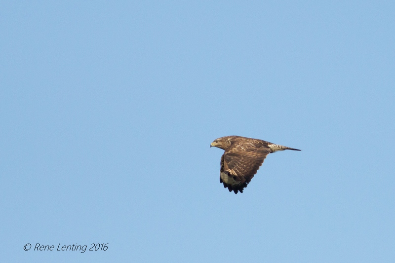 Buizerd
