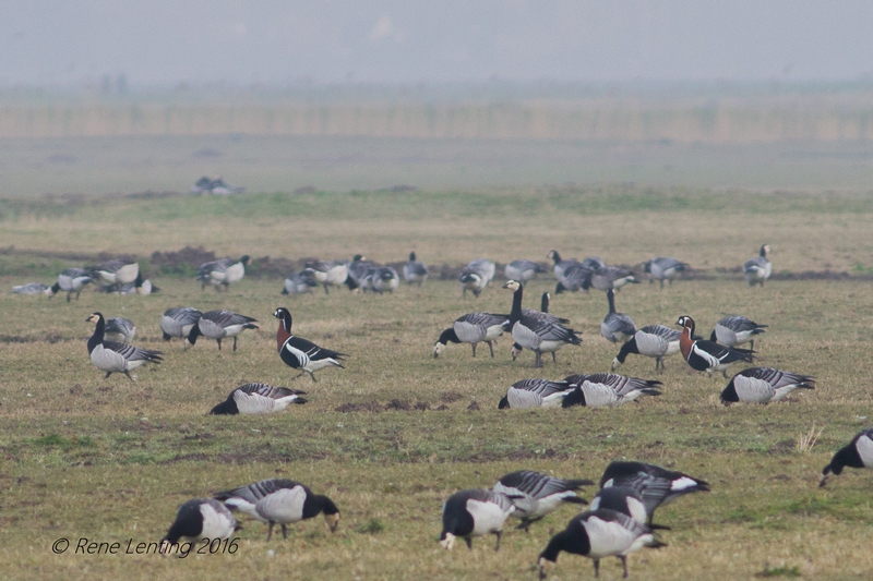 Roodhalsgans