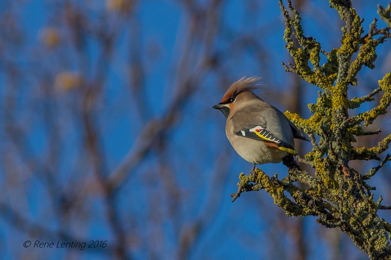 Pestvogel