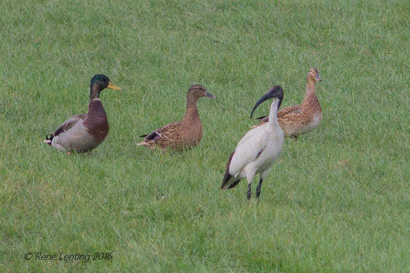 Heilige Ibis