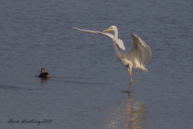 Grote Zilverreiger