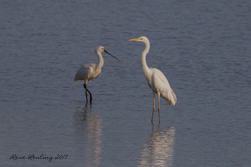 Grote Zilverreiger