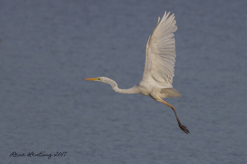 Grote Zilverreiger