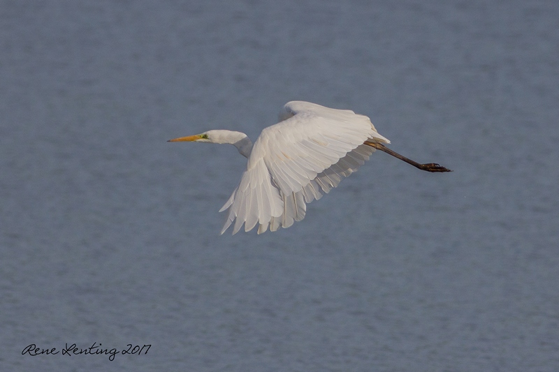 Grote Zilverreiger