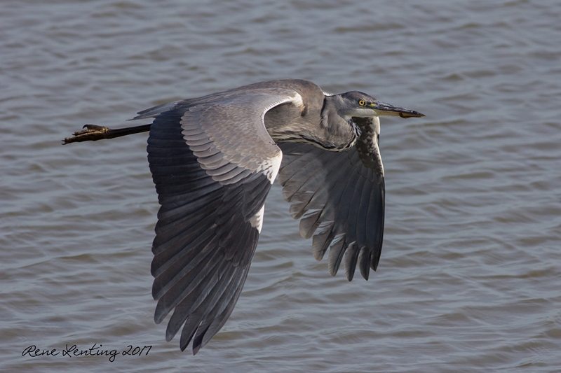 Blauwe Reiger