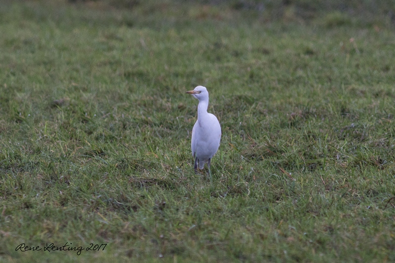 Koereiger