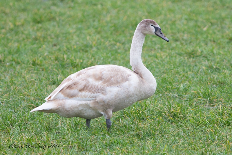 Knobbelzwaan