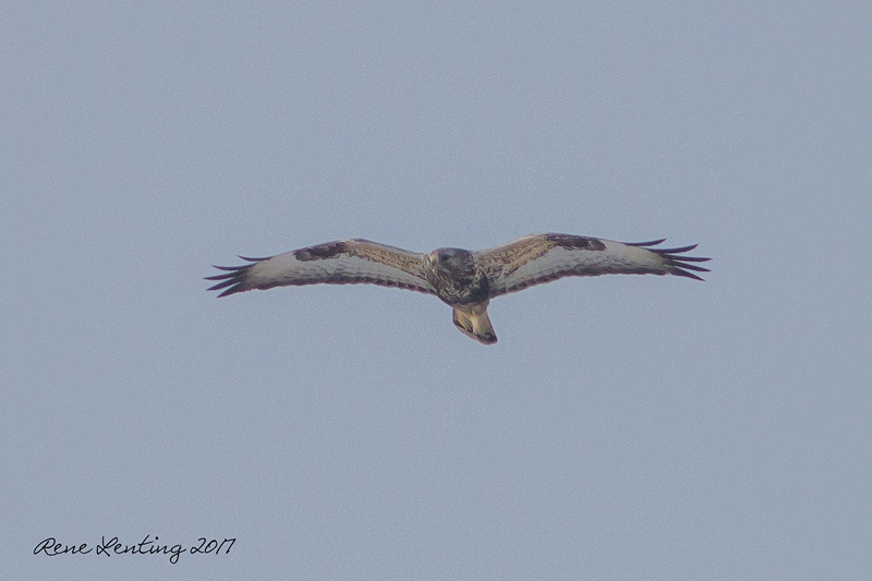 Ruigpootbuizerd