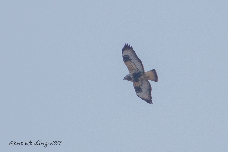 Ruigpootbuizerd