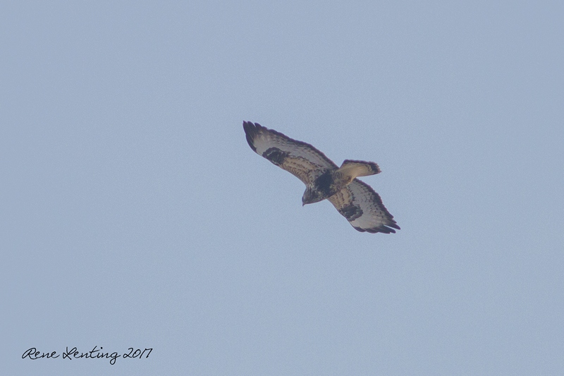 Ruigpootbuizerd