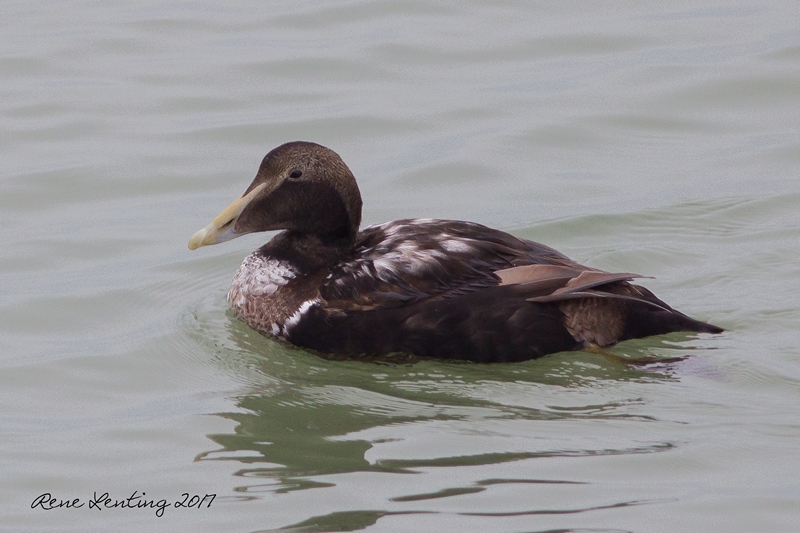 Eider (juv)