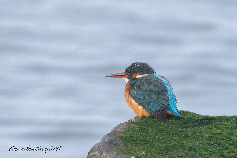IJsvogel