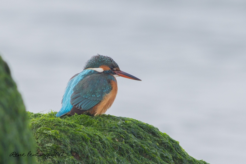 IJsvogel
