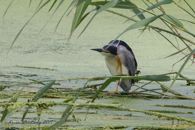 Kwak