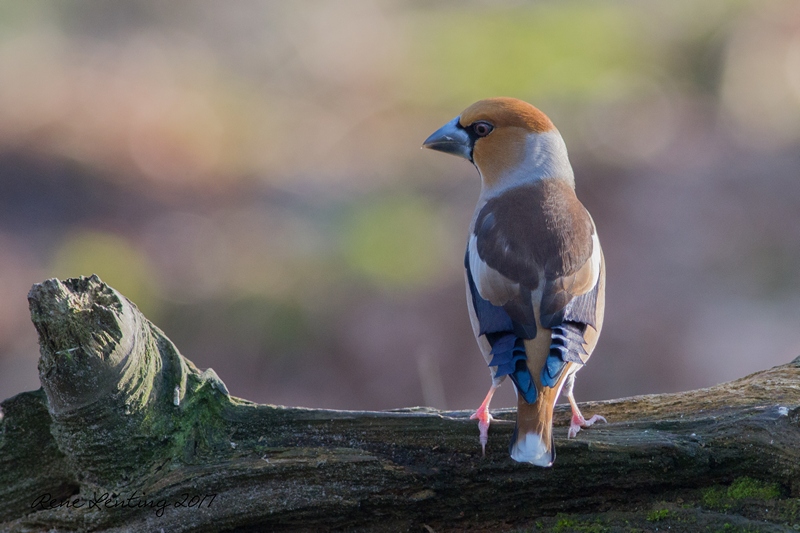 Appelvink