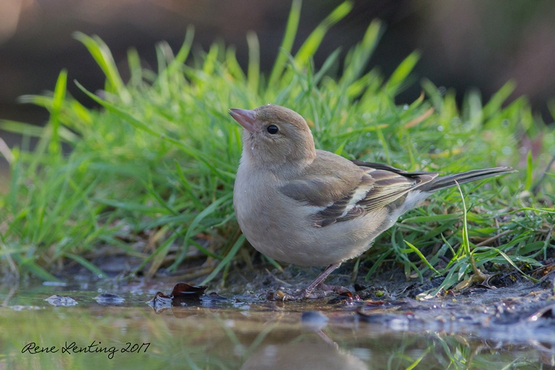 Vink