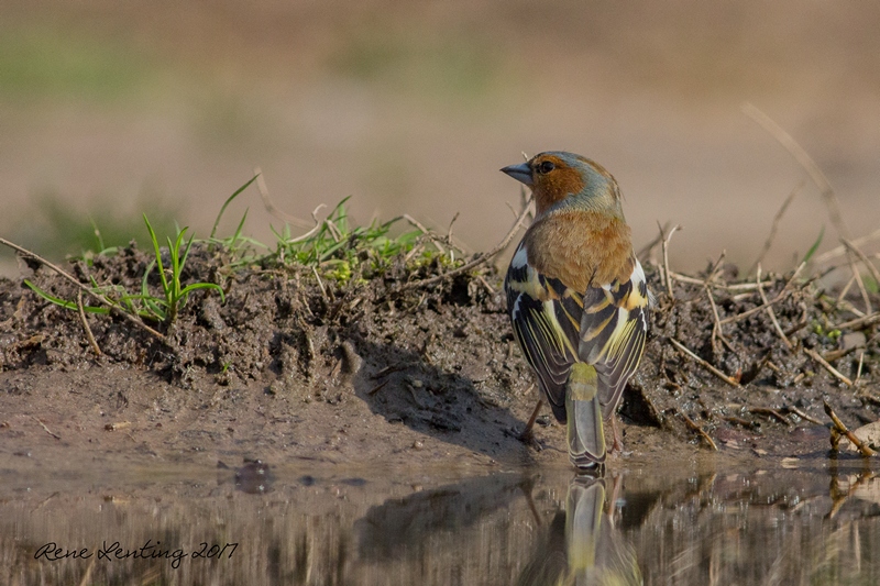 Vink
