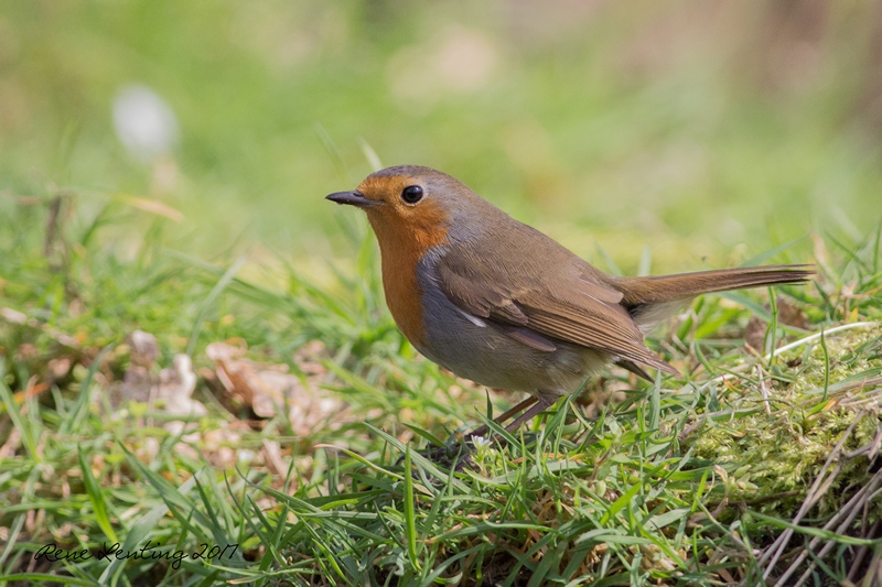 Roodborst