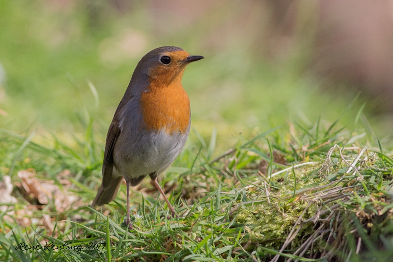 Roodborst