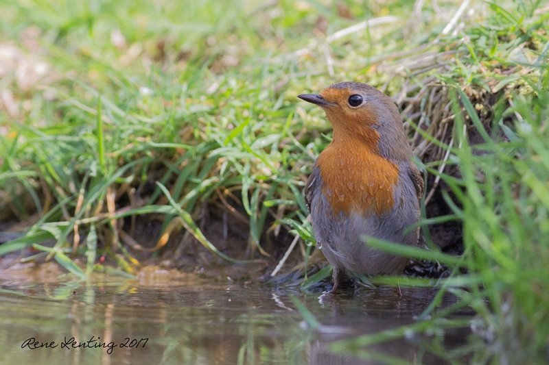 Roodborst