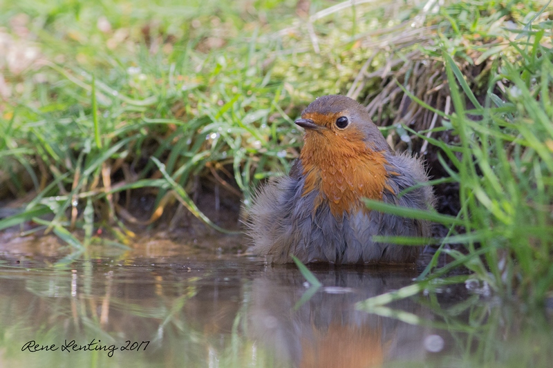 Roodborst