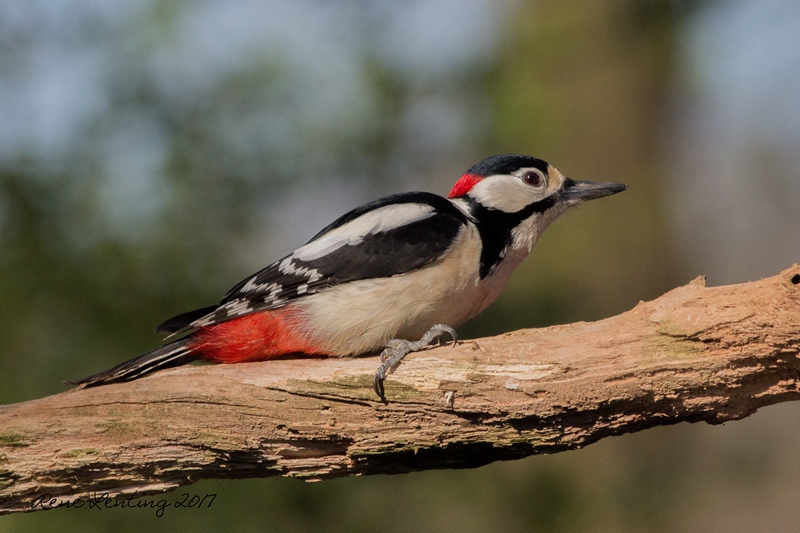 Grote Bonte Specht