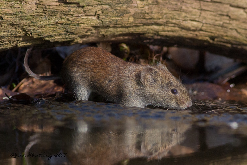 Rosse Woelmuis