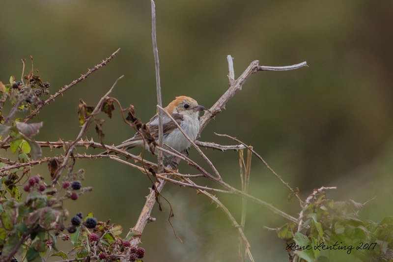 Roodkopklauwier (juv)