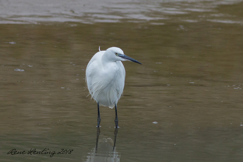 Kleine Zilverreiger
