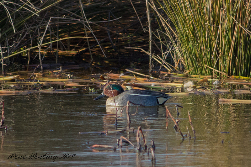 Wintertaling