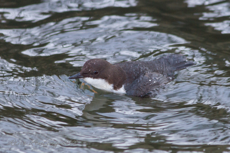 Zwartbuikwaterspreeuw