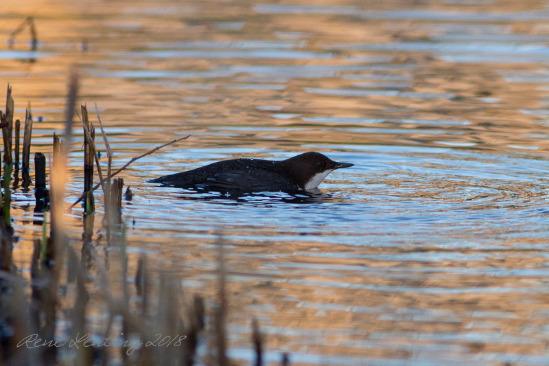 Zwartbuikwaterspreeuw