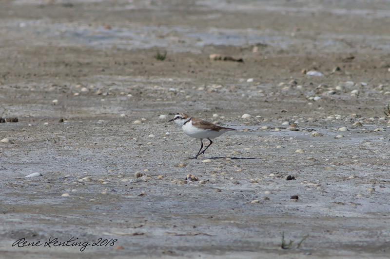 Strandplevier