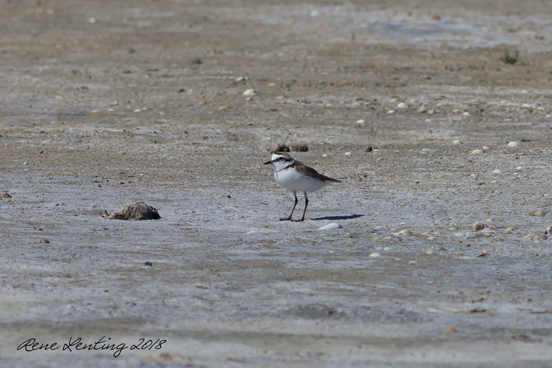 Strandplevier