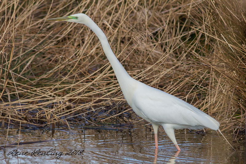 Grote Zilverreiger