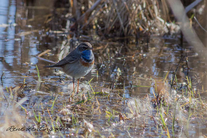 Blauwborst