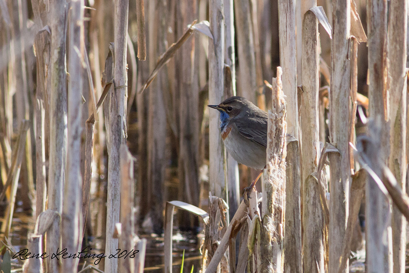 Blauwborst