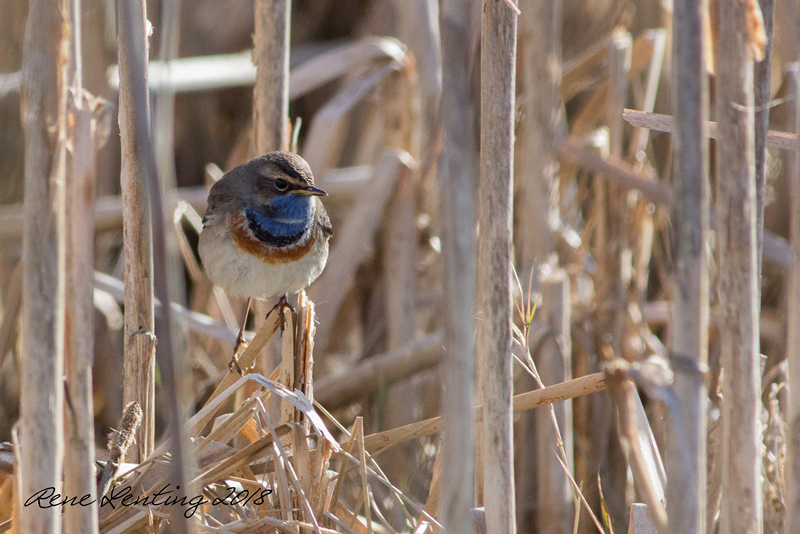 Blauwborst