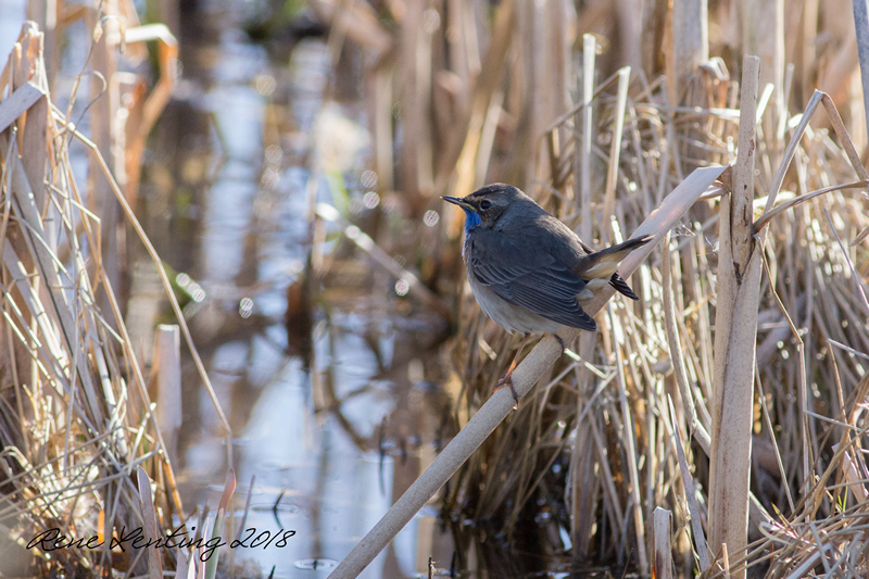 Blauwborst