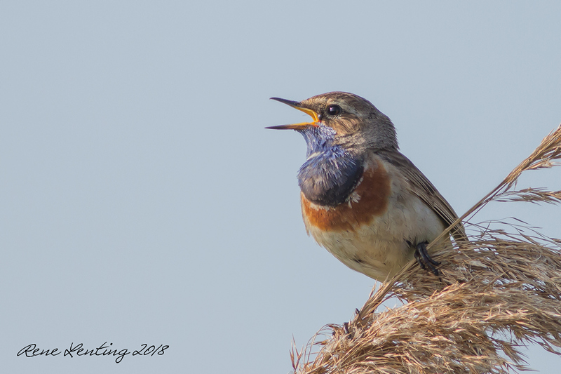 Blauwborst